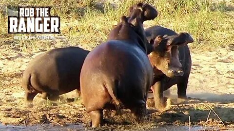 Hippo Argument!