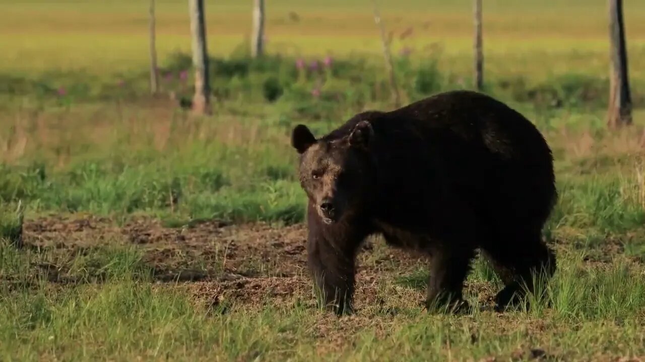 Brown bear (Ursus arctos) in wild nature is a bear that is found across much of northern Eurasia an