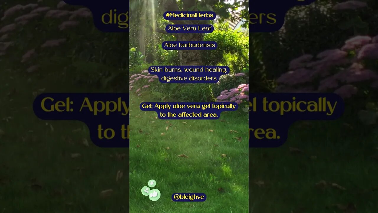 Medicinal Properties of Aloe Vera Leaf #shorts #hedgewitch #homesteadwitch #gardenlife