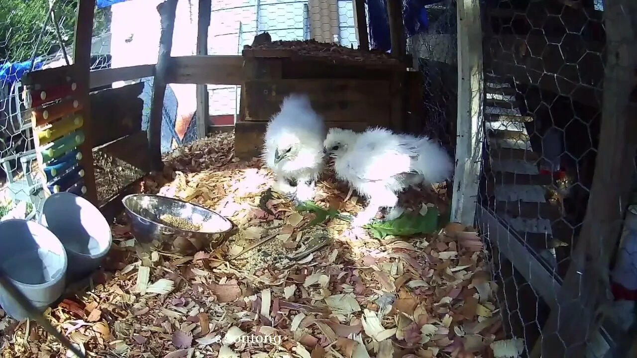 Silkie chicks eating some Curly Dock 7