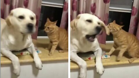 Naughty cat teasing her friend dog