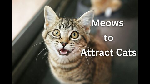 Sounds that attract cats - Meow to make cats come to you.