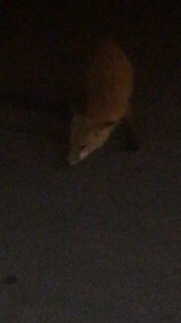 2 cats 1 fox and a piece of bologna part 1