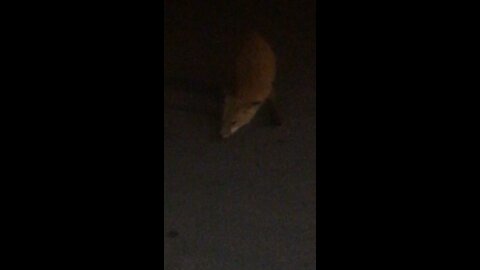 2 cats 1 fox and a piece of bologna part 1