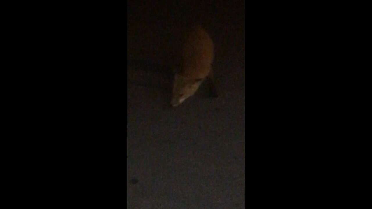 2 cats 1 fox and a piece of bologna part 1
