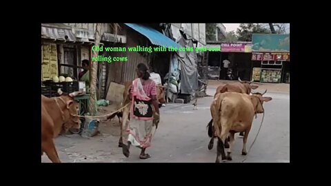 An old woman walking with cows and controlling the cows on the road,#cows,#oldwoman,#cowswalking,