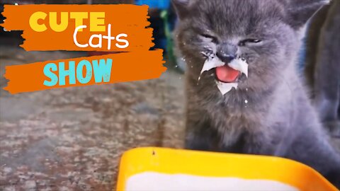 Show Cute Pets - Funny Cats Best Memes of 2021