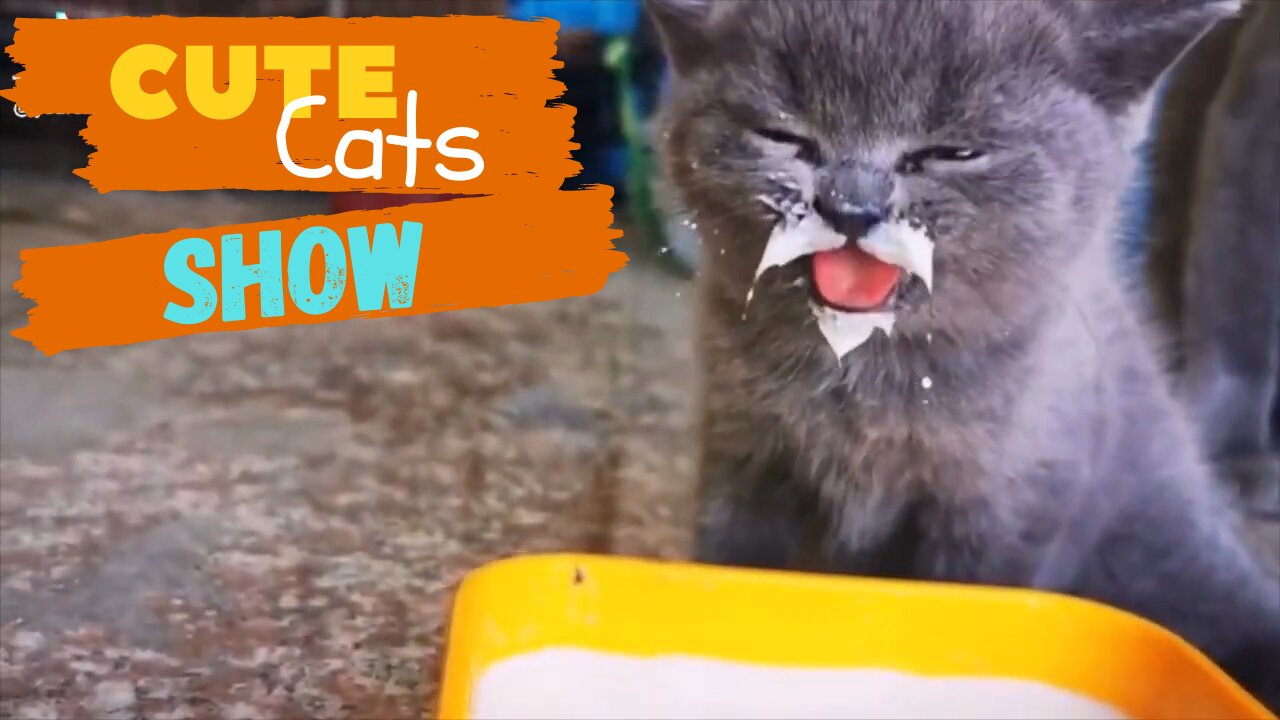 Show Cute Pets - Funny Cats Best Memes of 2021