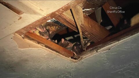 'Horror house' demolished but neighborhood left overrun with rats