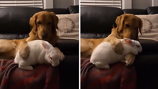 Loving Pup & Bunny Share Uniquely Special Bond