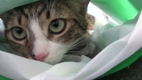 Little Rudolph Loves Playing in the Cat Tunnel