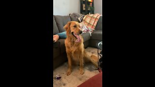 Golden retriever panting