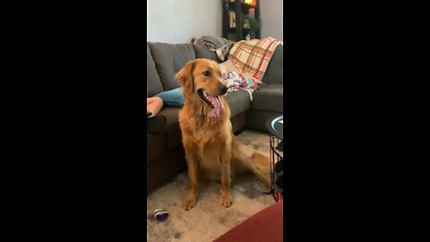 Golden retriever panting