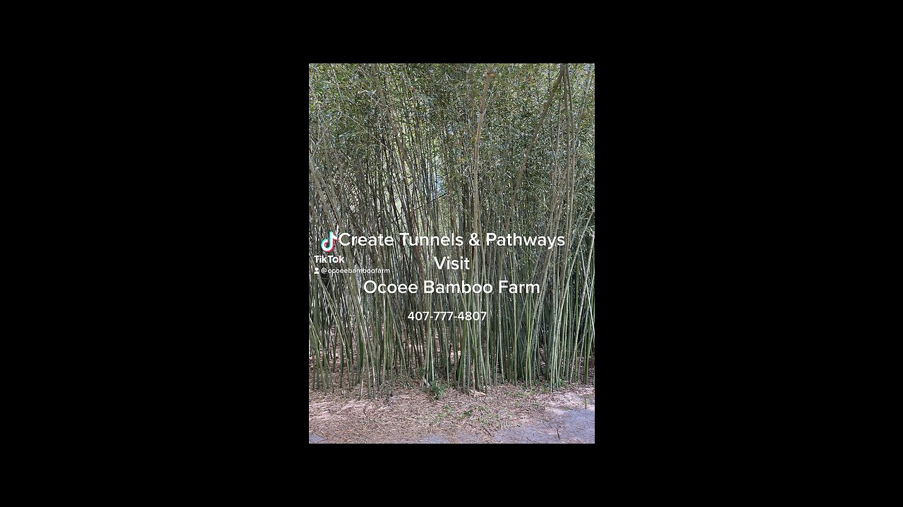 Create Bamboo Walkways Tunnels & Pathways Ocoee Bamboo Farm 407-777-4807