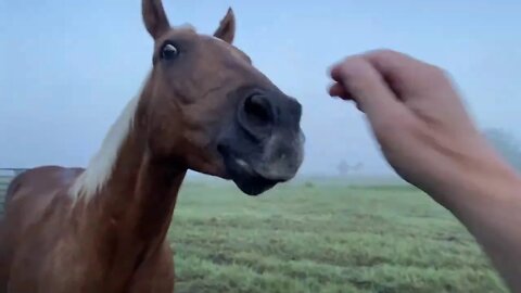 Buddy Horse Got Stung On His Lip - Noticing Changes In Behavior Of Your Horse