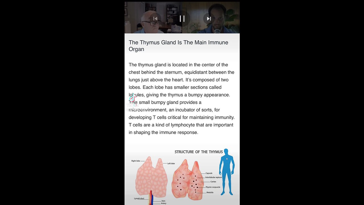 Thymus main immune system gland