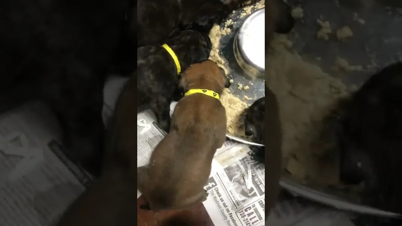 LonelyCreek ch Besty puppies eating out of bowl