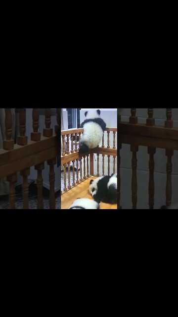 Funny Pandas!!!