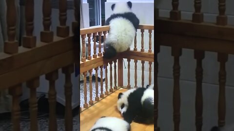 Funny Pandas!!!