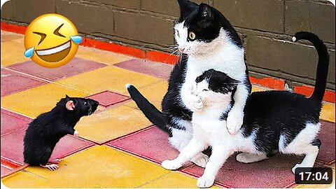 Funny Animal Videos (Part 16)