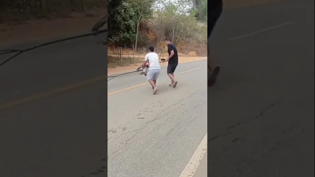 Salvamento do dia 🥰📍 São Domingos do Norte ESVídeo: