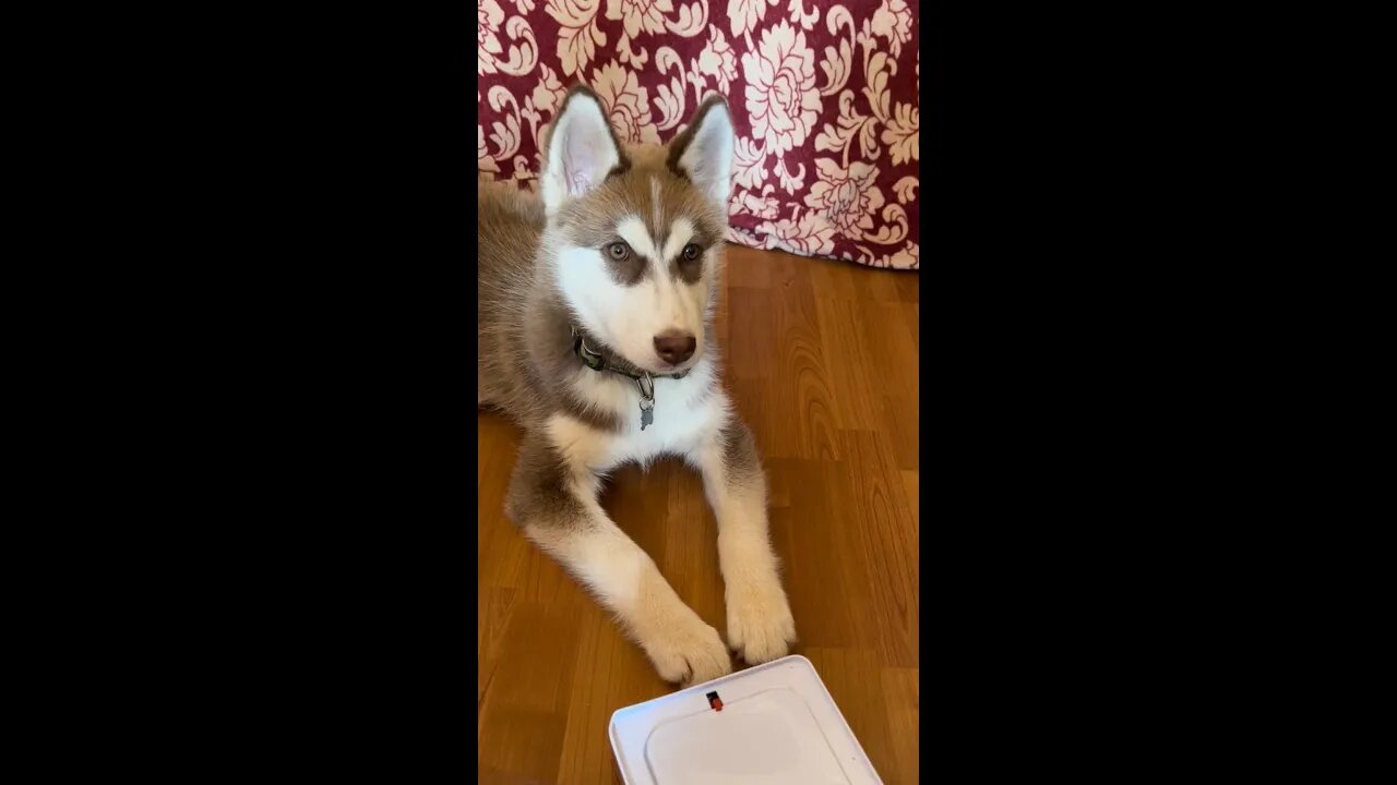 POPUP TOY SCARES HUSKY PUPPY !! #huskypuppy #husky #huskylovers #shorts #jumpscare