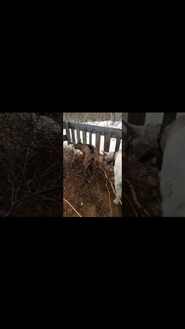 The Forest Is Waking