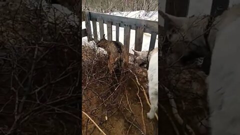 The Forest Is Waking