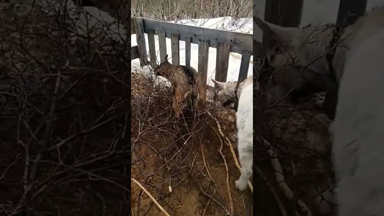 The Forest Is Waking