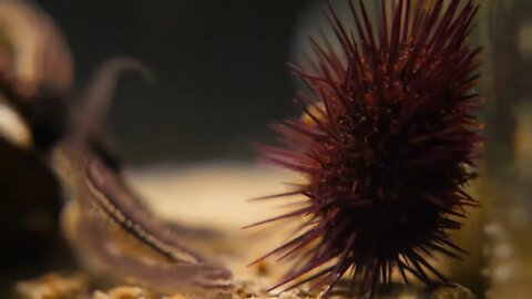 Close shot of an urchin and starfish in an aquarium