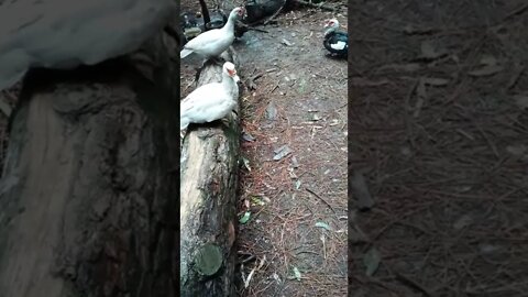 Muscovy ducks