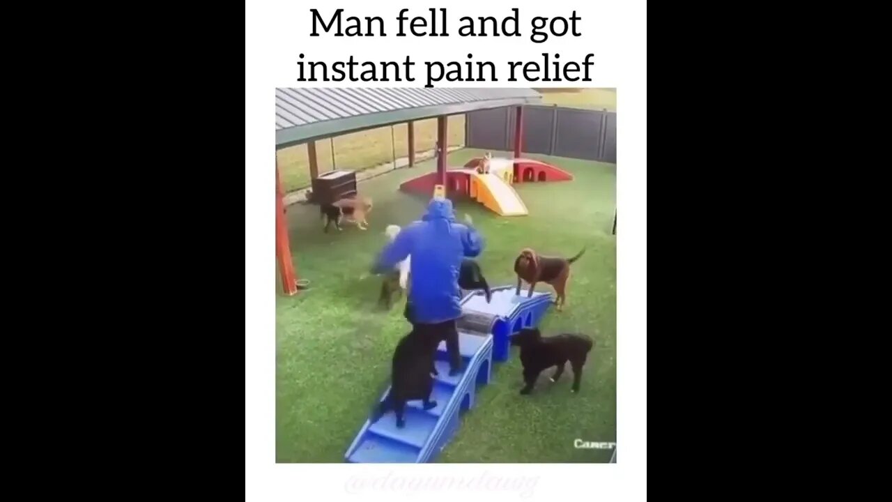 Dogs have a very good kindness