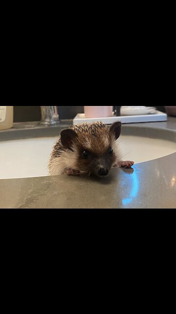 Henny the Hedgehog Attempts An Escape!