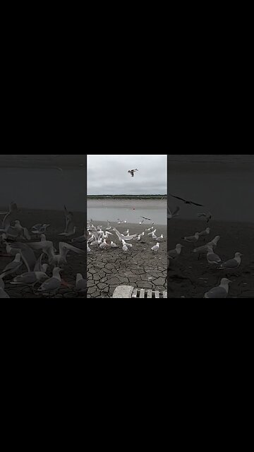 Feeding Eagles in Alaska!