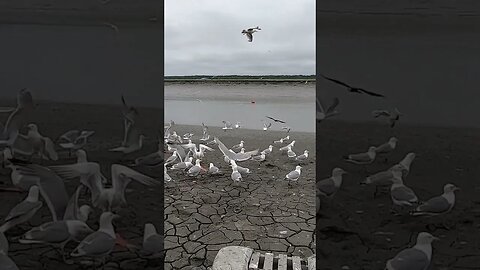 Feeding Eagles in Alaska!