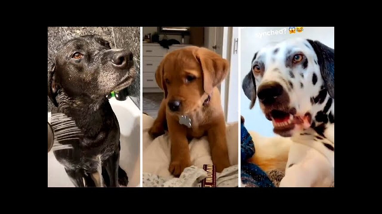 Funny Dogs of TikTok Compilation ~ Doggos Doing Funny Things TIK TOK ~ 2020