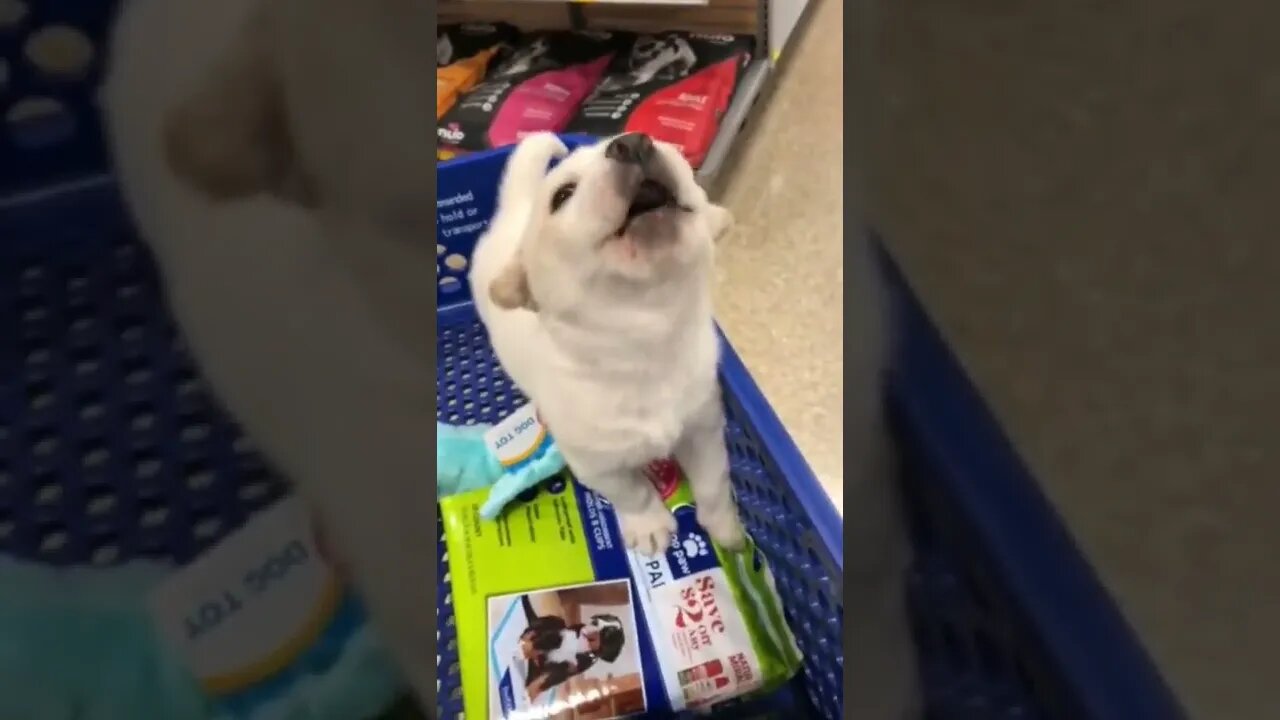 doggo🐶🐢