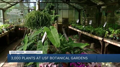 USF Botanical Gardens will make you feel like you're nowhere near a college campus