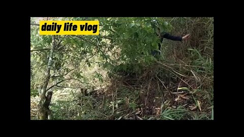 clearing the forest for farming