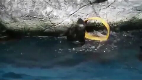 Spinning Otter