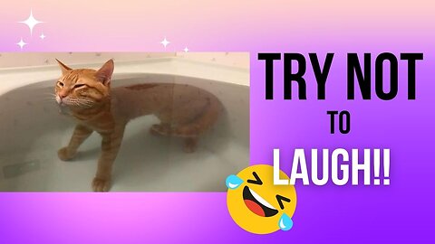 Can you watch without laughing? 100% Impossible