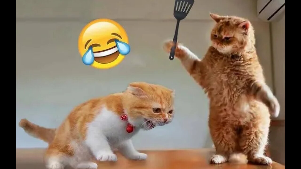 Funny Dogs And Cats Videos 2023 😅 - Best Funniest Animal Videos