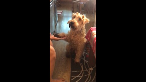 Oscar Lifts His Paw for a Treat