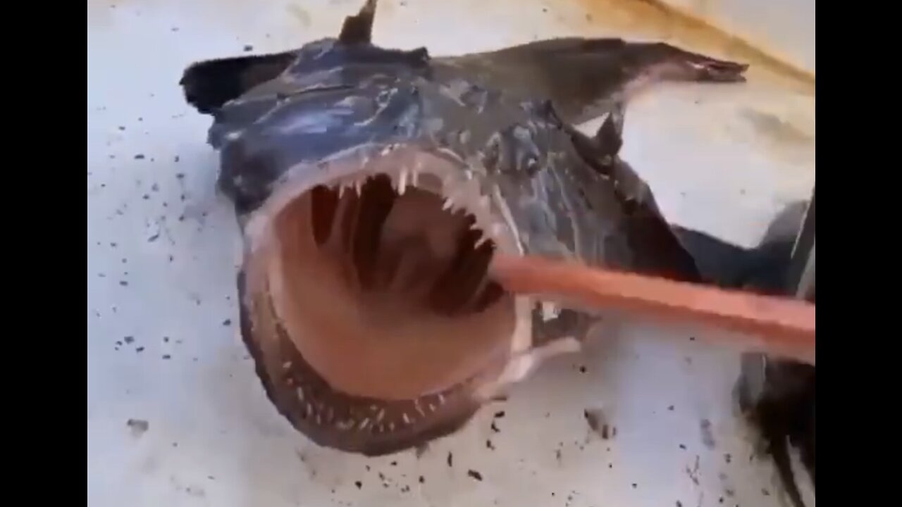 This Creepy Anglerfish comes out to light