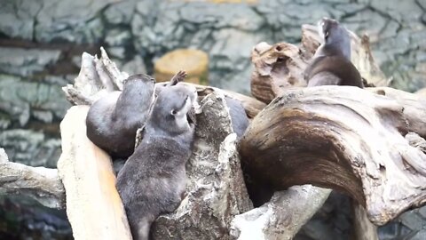 Otters playing together in natural log by the water