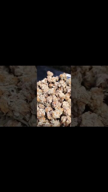 Slurricane Pheno 2 by Inhouse genetics from 4 seeds 💯🔥 #shorts #420 #inhouse #cannabiscommunity