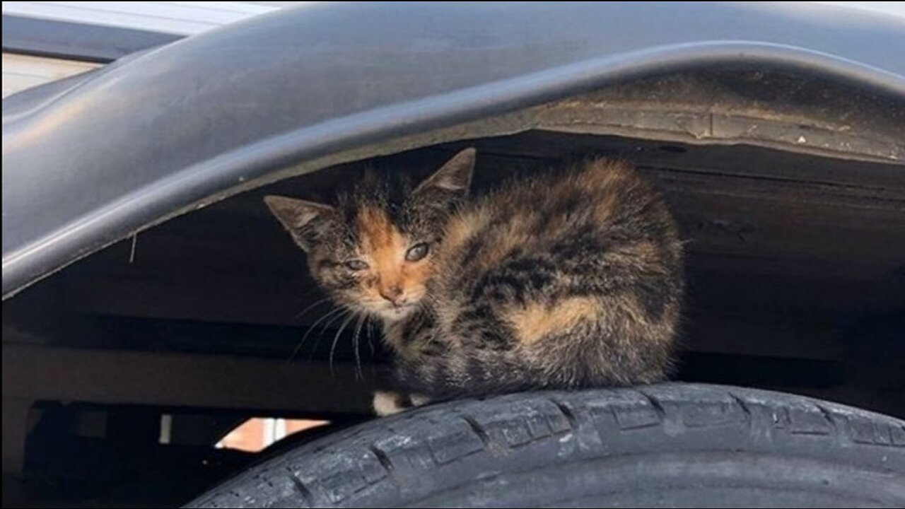 She was hiding over the wheel, and crying piteously, calling for someone to help