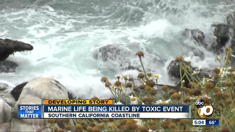 Marine life being killed by toxic event