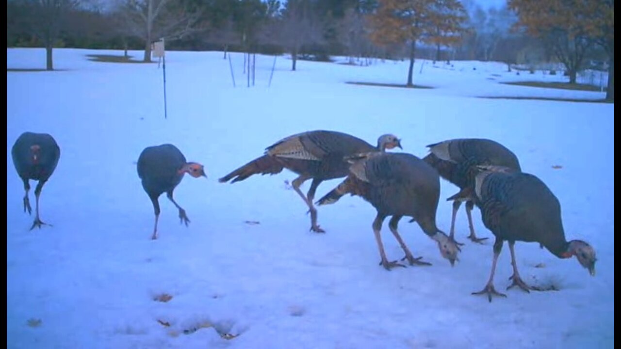 Some Fine Feathered Friends