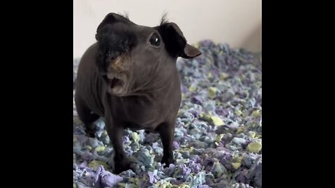Skinny Pig Squeaking!